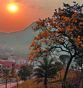 Ipê Amarelo
