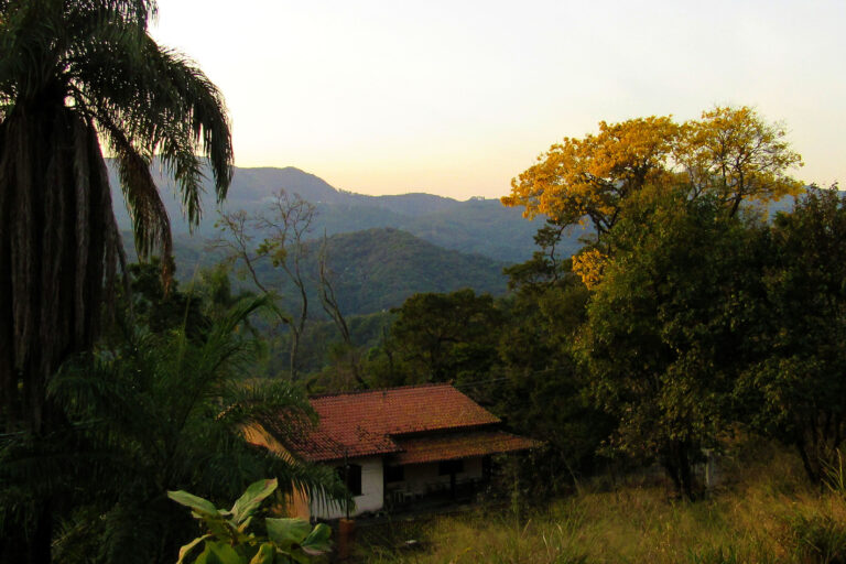 IPÊ AMARELO 1B